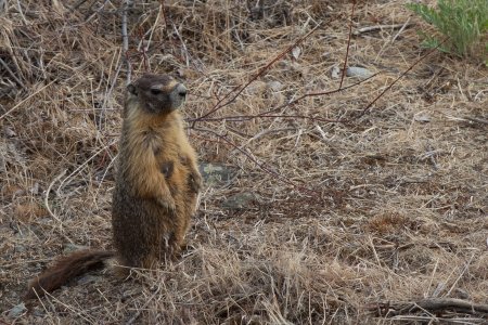 Een marmot vlakbij het visarenden nest, dapper hoor